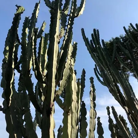 ヴィラ Casa Mimosa *